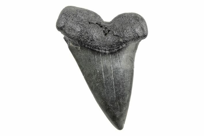 Fossil Broad-Toothed Mako Tooth - South Carolina #214643